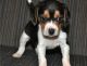 Beagle Puppies for sale in Grand Rapids, MI, USA. price: NA