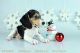Beagle Puppies for sale in Huntington Beach, CA, USA. price: $1,300