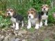 Beagle Puppies for sale in New Haven, CT, USA. price: NA