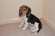 Beagle Puppies for sale in Fort Wayne, IN, USA. price: NA