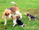 Beagle Puppies for sale in Ann Arbor, MI, USA. price: $300