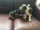 Beagle Puppies for sale in Lubbock, TX, USA. price: NA