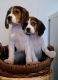 Beagle Puppies for sale in Anchorage, AK, USA. price: NA