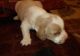 Beagle Puppies for sale in Amarillo, TX, USA. price: NA