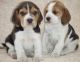 Beagle Puppies for sale in Nashville, TN, USA. price: NA