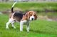 Beagle Puppies for sale in Arden, DE 19810, USA. price: NA
