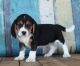 Beagle Puppies for sale in Detroit, MI, USA. price: $500