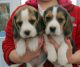 Beagle Puppies for sale in Murfreesboro, TN, USA. price: NA