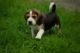 Beagle Puppies for sale in Bakersfield, CA, USA. price: NA