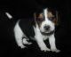 Beagle Puppies for sale in Ontario, CA, USA. price: NA