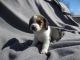 Beagle Puppies for sale in Abbeville, AL 36310, USA. price: NA