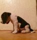 Beagle Puppies for sale in Springfield, MA, USA. price: NA