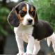 Beagle Puppies for sale in Bellevue, KY, USA. price: NA