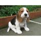 Beagle Puppies for sale in Adairsville, GA 30103, USA. price: NA