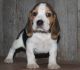 Beagle Puppies for sale in Anne Manie, AL 36722, USA. price: $400