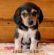 Beagle Puppies for sale in Corpus Christi, TX, USA. price: NA