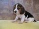 Beagle Puppies for sale in Fort Worth, TX, USA. price: NA