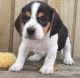 Beagle Puppies for sale in Frederick, MD, USA. price: NA