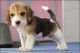 Beagle Puppies for sale in Bakersfield, CA, USA. price: NA
