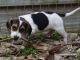 Beagle Puppies for sale in Jennings, Antigua and Barbuda. price: NA