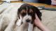 Beagle Puppies for sale in Accomac, VA 23301, USA. price: NA