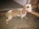 Beagle Puppies for sale in San Rafael, 3008 Bulacan, Philippines. price: 7000 PHP