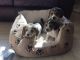 Beagle Puppies for sale in Topeka, KS, USA. price: NA