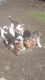 Beagle Puppies for sale in Savannah, GA, USA. price: NA