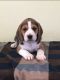 Beagle Puppies for sale in Garden Grove, CA, USA. price: NA