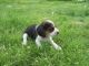 Beagle Puppies for sale in Boise, ID, USA. price: NA