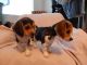 Beagle Puppies for sale in Chula Vista, CA, USA. price: NA