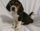 Beagle Puppies for sale in Albury NSW 2640, Australia. price: $450
