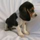 Beagle Puppies for sale in Bristol, GA 31551, USA. price: $400