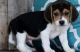 Beagle Puppies for sale in Phoenix, AZ, USA. price: NA