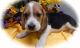 Beagle Puppies for sale in Little Rock, AR, USA. price: NA