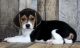 Beagle Puppies for sale in Des Moines, IA, USA. price: NA
