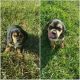 Beagle Puppies for sale in Berkeley, CA, USA. price: NA
