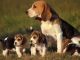 Beagle Puppies for sale in Niles, MI 49120, USA. price: NA