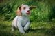 Beagle Puppies for sale in Augusta, GA, USA. price: NA