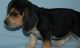 Beagle Puppies for sale in Caddo Mills, TX 75135, USA. price: NA