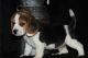 Beagle Puppies for sale in Carlsbad, CA, USA. price: NA