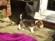 Beagle Puppies for sale in London, UK. price: 250 GBP