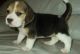 Beagle Puppies for sale in Cincinnati, OH, USA. price: NA