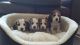 Beagle Puppies for sale in Montgomery, AL, USA. price: NA