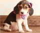 Beagle Puppies for sale in Orange, CA, USA. price: NA