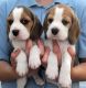 Beagle Puppies for sale in Surprise, AZ, USA. price: NA