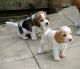 Beagle Puppies for sale in Laurel, MD, USA. price: NA