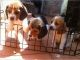 Beagle Puppies for sale in Carlsbad, CA, USA. price: NA