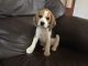 Beagle Puppies for sale in Akron, CO 80720, USA. price: NA