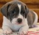 Beagle Puppies for sale in Alma Center, WI 54611, USA. price: NA